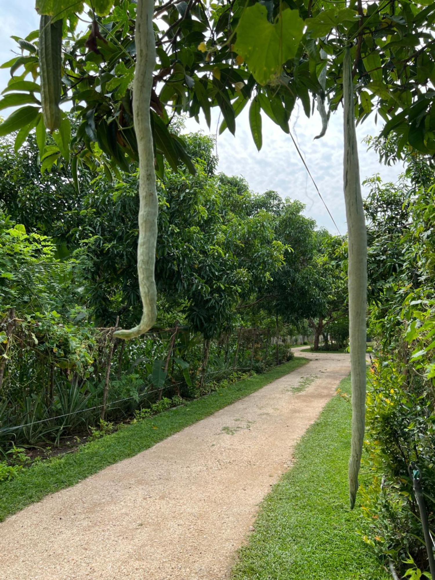 Sayon River Cottage & Eco Garden Monaragala 外观 照片