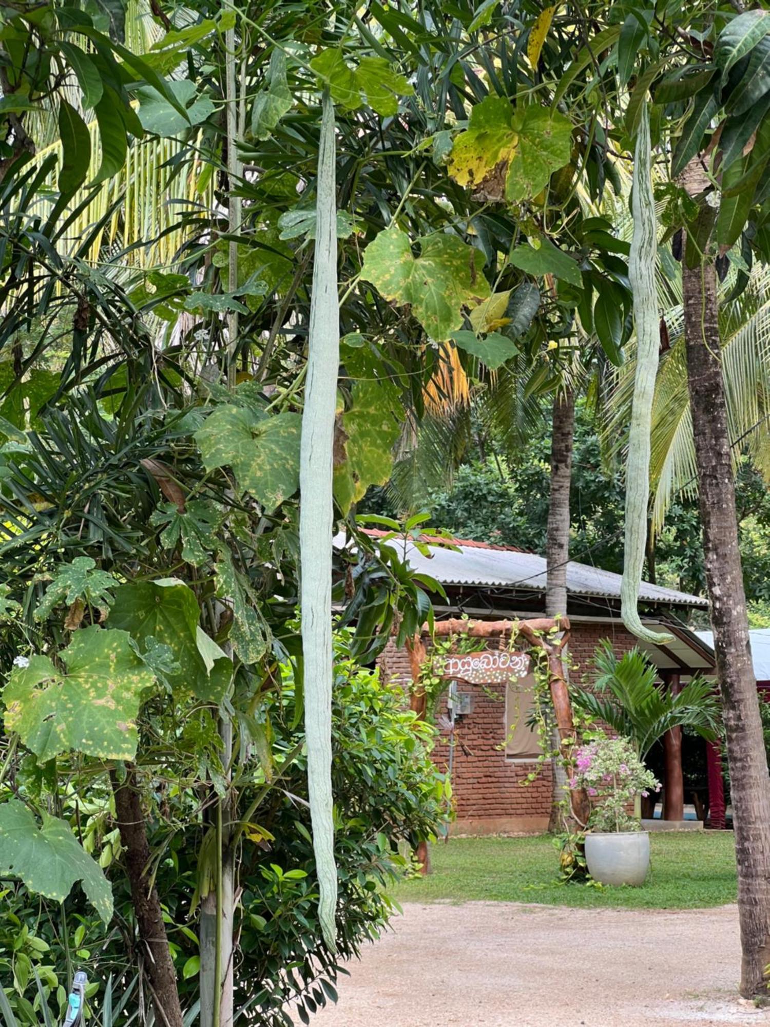 Sayon River Cottage & Eco Garden Monaragala 外观 照片